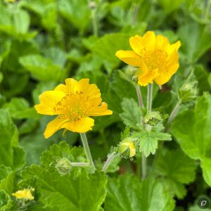 Geum 'Tempo Yellow' / Gyömbérgyökér