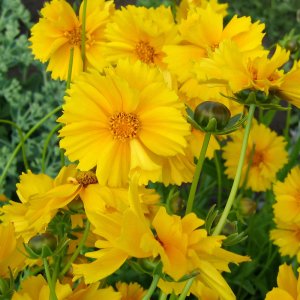 Corepsis grandiflora 'Illico' / Menyecskeszem