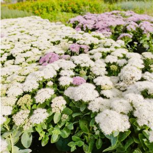 Sedum spectabile 'Brilliant' / Pompás varjúháj