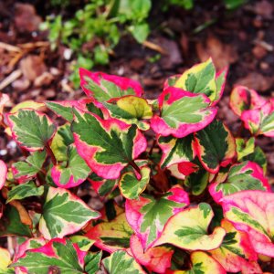 Houttuynia cordata 'Chameleon' / Kaméleonlevél