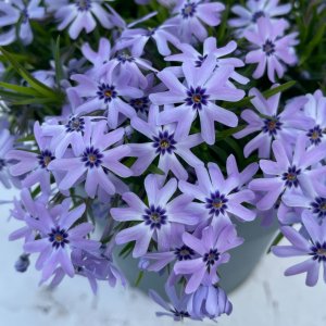 Phlox fabulos 'Blue dark centre' / Árlevelű lángvirág