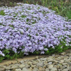 Phlox subulata 'emerald cushion blue' / Árlevelű lángvirág
