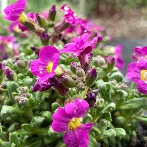 Aubrieta 'Rock On Pink' / Pázsitviola