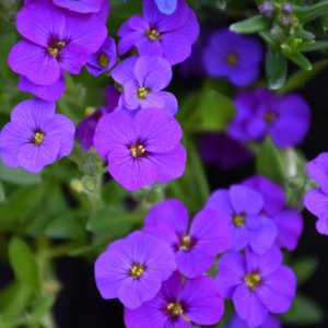 Aubrieta ' Rock on blue' / Pázsitviola