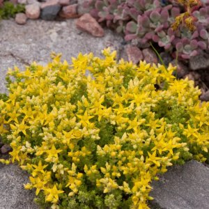 Sedum acre / Varjúháj