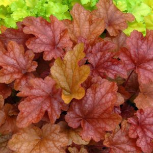Heuchera 'Orange Dream' / Tűzeső
