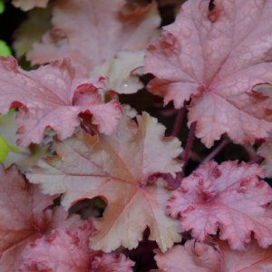 Heuchera 'Chateau rouge' / Tűzeső