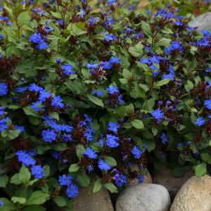 Ceratostigma plumbaginoides / Tarackoló kékgyökér