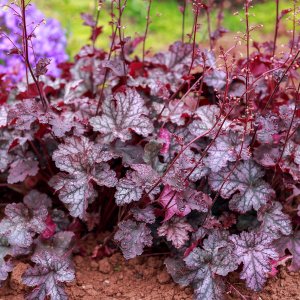 Heuchera 'Georgia plum' / Tűzeső