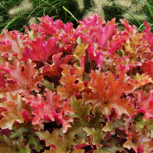 Heuchera 'Curly lemon' / Tűzeső