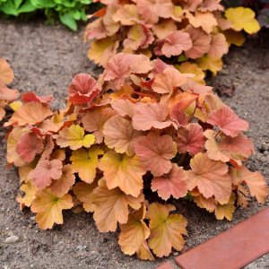 Heuchera 'Crazy Amber' / Tűzeső