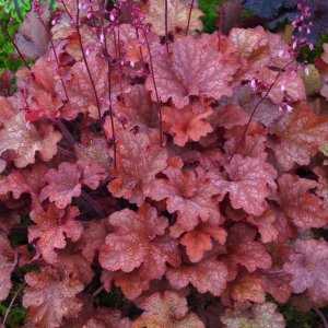 Heuchera 'Coral berry' / Tűzeső