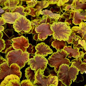 Heucherella 'Solar eclipse' / Turbáncső