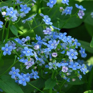Brunnera macrophylla / Kaukázusi nefelejcs