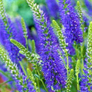 Veronica spicata 'Nana blauteppich' / Macskafarkú Veronika