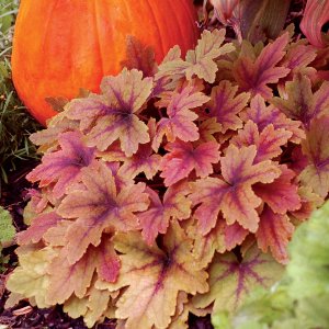 Heucherella 'Sweet tee' / Turbáncső