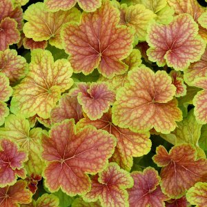 Heuchera 'Delta dawn' / Tűzeső