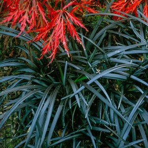 Ophiopogon planiscapus 'Nigrescens' / Kígyószakáll