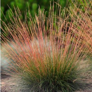 Festuca amethystina 'Walberla' / Lila csenkesz