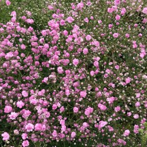Gypsophila paniculata 'Festival pink lady' / Fátyolvirág-rezgő