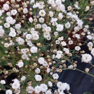 Gypsophila paniculata 'Bristol fairy' / Fátyolvirág-rezgő