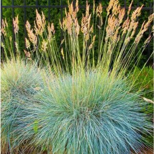 Festuca glauca 'Elijah blue' / Derescsenkesz