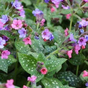 Pulmonaria officinalis / Pettyegetett tüdőfű