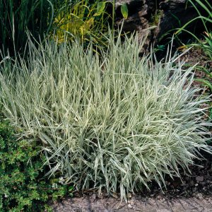 Phalaris arundinacea 'Picta' / Tarka pántlikafű