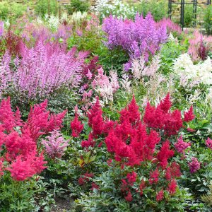 Astilbe arendsii 'Astary mix' / Tollbuga színkeverék