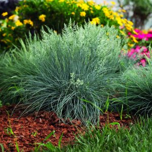 Festuca valesiaca / Vékony csenkesz