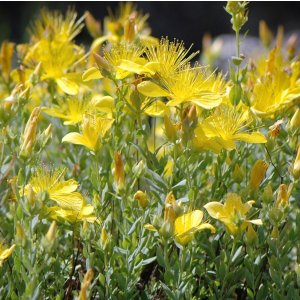 Hypericum polyphyllum 'Grandiflorum' / Orbáncfű