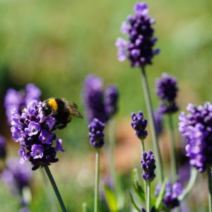 Lavandula 'Blue Scent Early' / Levendula