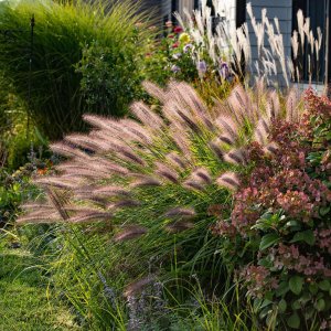 Pennisetum 'Red head' / Tollborzfű