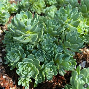 Sedum pachyclados / Varjúháj