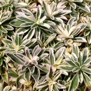 Arabis ferdinandi coburgii ' variegata' / Macedón ikravirág