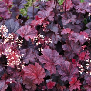 Heuchera 'Cajun fire' / Tűzeső