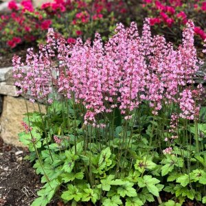 Heucherella 'pink revolution' / Turbáncső