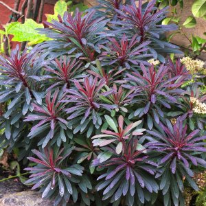 Euphorbia 'miner's merlot' / Kutyatej