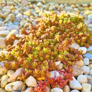 Sedum 'coral carpet' / Varjúháj