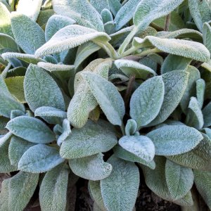 Stachys byzantina / Gyapjas tisztesfű