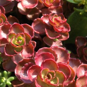 Sedum 'Elizabeth' / Varjúháj