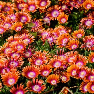 Delosperma 'Sundella apricot' / Délvirág