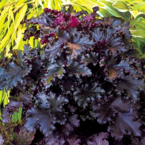 Heuchera 'black taffeta' / Tűzeső