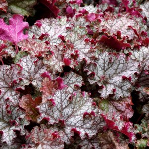 Heuchera 'Can-Can' / Tűzeső