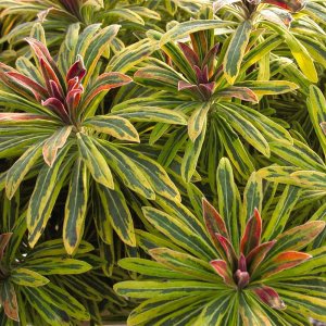 Euphorbia x martinii 'ascot rainbow' / Kutyatej