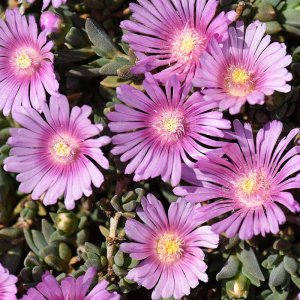 Delosperma 'Sundella lavender' / Délvirág
