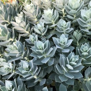 Euphorbia myrsinites / Szürke kutyatej