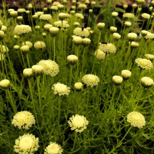 Santolina chamaecyparissus 'Lemon Fizz' / Cipruska
