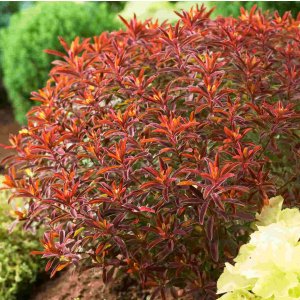 Euphorbia 'Bonfire' / Kutyatej