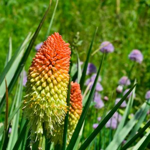 Kniphofia uvaria 'Flamenco' / Fáklyaliliom